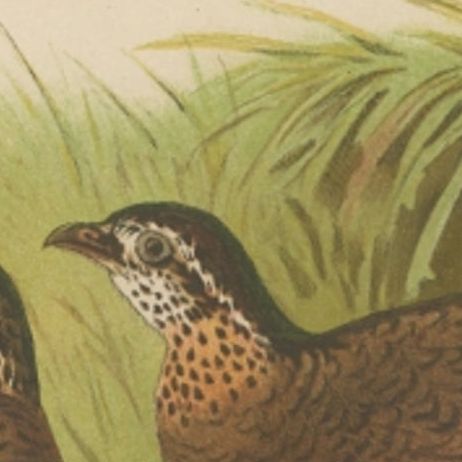 Antique Bird Print of the Green-Legged Wood Partridge by Hume & Marshall, 1879, close-up 1