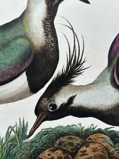 Northern Lapwing Print, Tringa Vanellus Vulgaris by Nozeman and Sepp, 1770, view 8