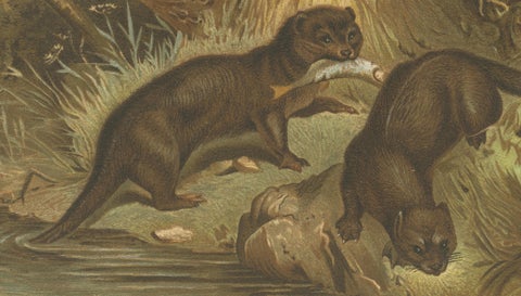 Woodland River Animal Print, Victorian Otter Scene, Earth Tone Artwork, 1894, close-up 3
