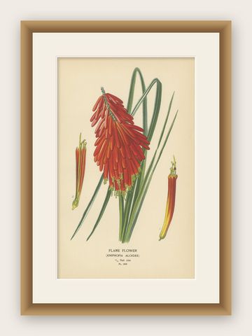 1897 Chromolithograph of the Flame Flower from Step's Botanical Collection, shown framed