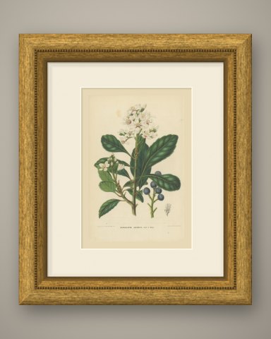 Raphiolepis Japonica, Flowers and Blue Berries Chromolithograph, 1859, shown framed