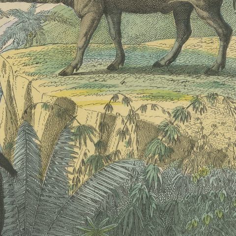 Antique Hippopotamus Print with Wild Boar and Babirusa, Kolb, circa 1890, close-up 4
