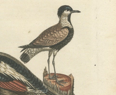 Engraving of the Long-Tailed Duck and Spur-Winged Lapwing by Seligmann, ca.1770, close-up 3