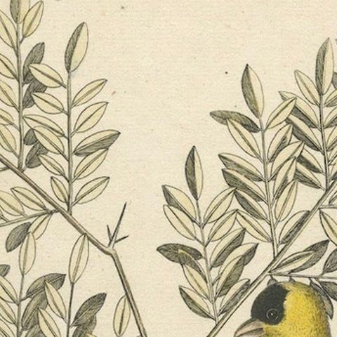 Bird Print of an American Goldfinch on a Branch Engraved and Hand-Colored, 1749, close-up 4