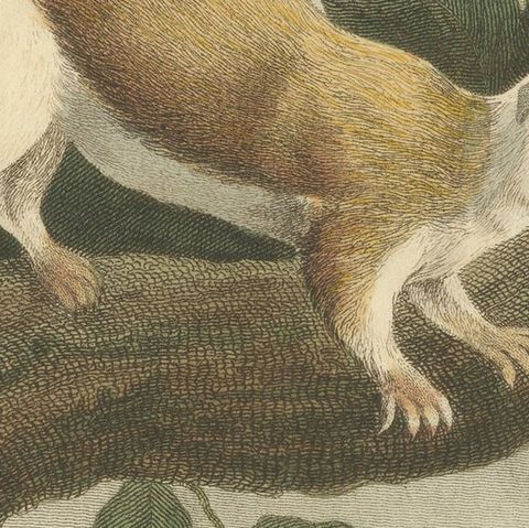 Antique Print with Hand Coloring of a Black Giant Squirrel, close-up 5