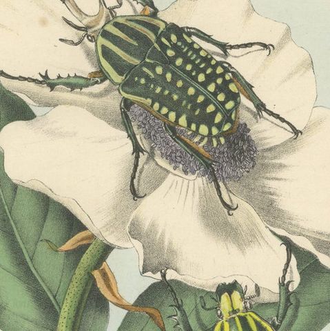 1858 Hand-Colored Lithograph of Flower Beetles on a Blossom, close-up 6