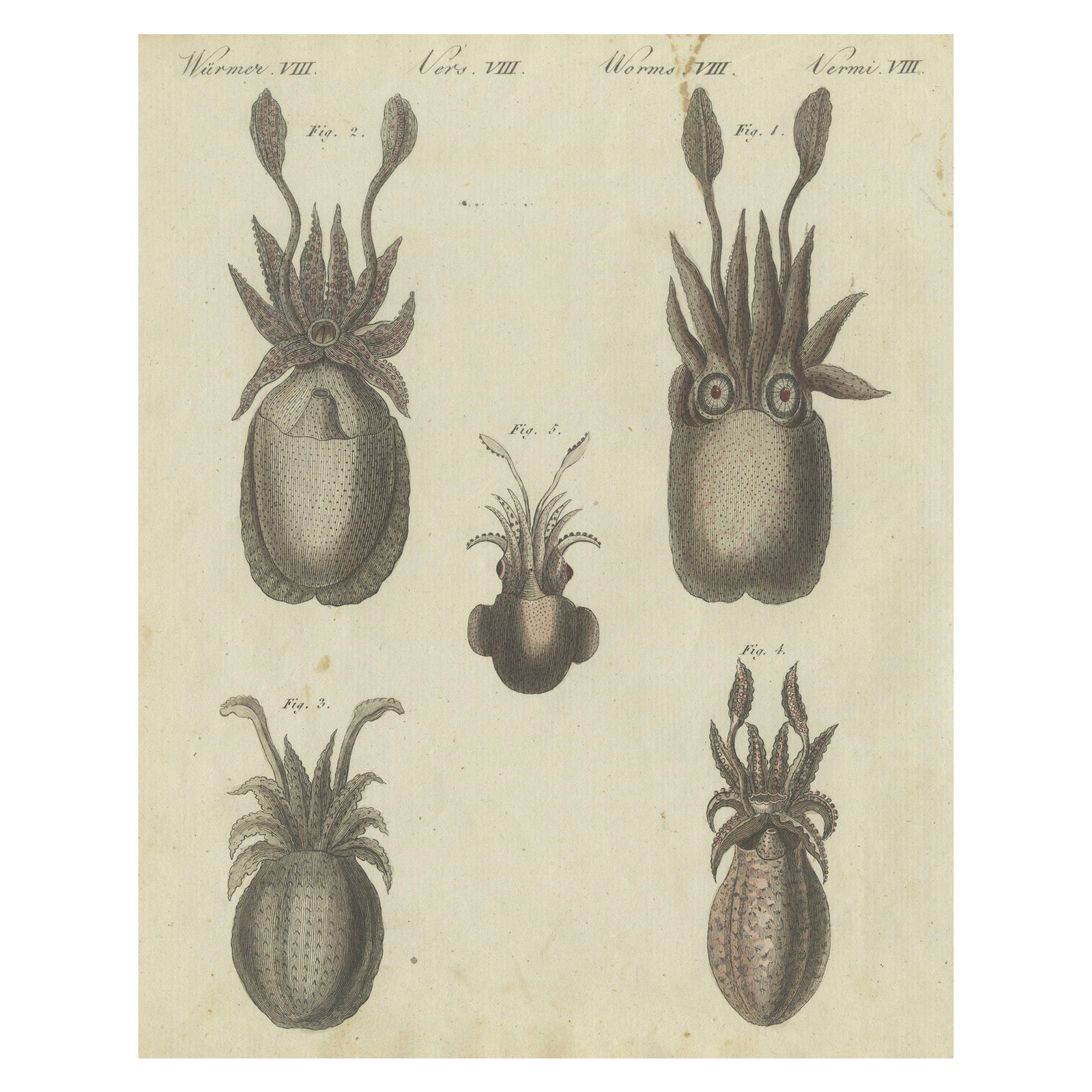 Intricate Depictions of Marine Life: Hand-Colored Copperplate Engraving, 1805