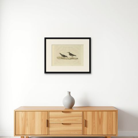 Antique Bird Print of The Purple Sandpiper by Sepp & Nozeman, 1829, shown framed on a wall