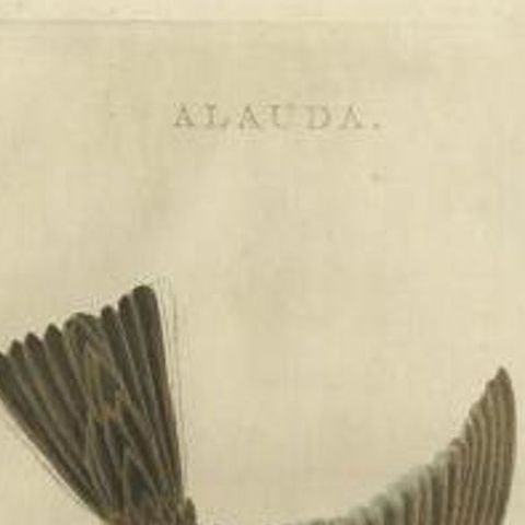 Antique Bird Print of the Common Lark by Sepp & Nozeman, 1770, close-up 1