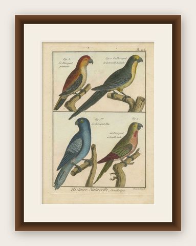Richly Hand-Colored, Authentic Copper Engraving of 4 Parrots(1792), shown framed