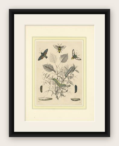 Lithograph of Insect Life Cycles, Moths, Bees, and Caterpillars with Host Plant, shown framed