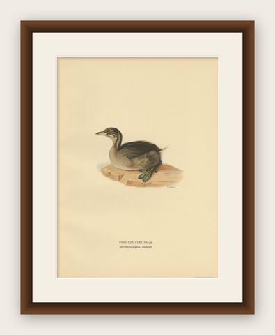 Antique Bird Print of a Young Horned Grebe by Von Wright, 1929, shown framed
