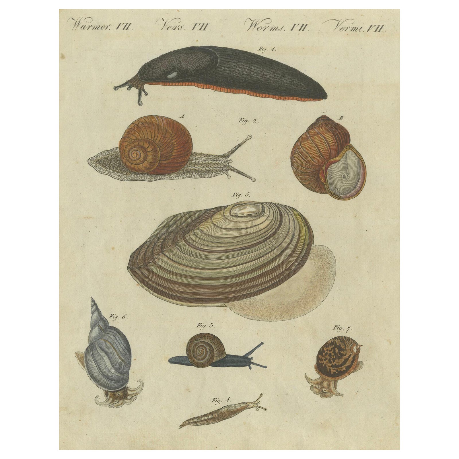 Exquisite 1805 Hand-Colored Engraving of Mollusks and Slugs from Bertuch’s Work