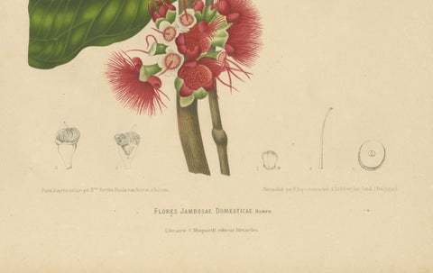 Antique Wax Apple Blossom Botanical Chromolithograph by Hoola van Nooten, c.1880, close-up 4