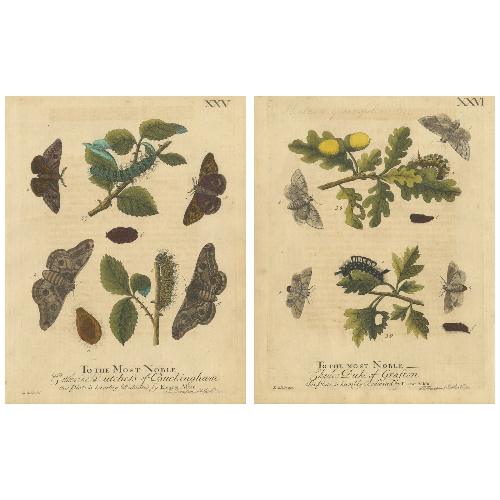 Antique English Moths with Oak Leaves, Hand-Colored Entomology Engravings 1720