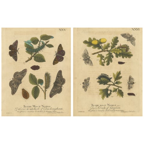 Antique English Moths with Oak Leaves, Hand-Colored Entomology Engravings 1720