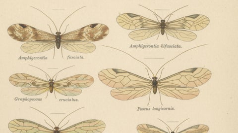 Pair of Antique Entomology Lithographs by Richard Tümpel, Germany 1908, close-up 5