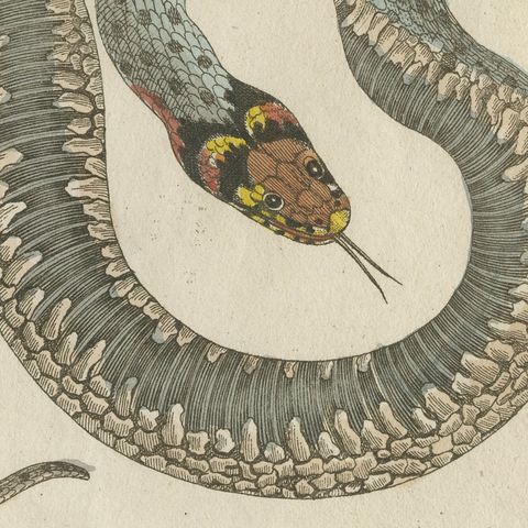 Two Snakes with Bold Head Markings, Antique Bertuch Print, Vienna, circa 1805, close-up 4