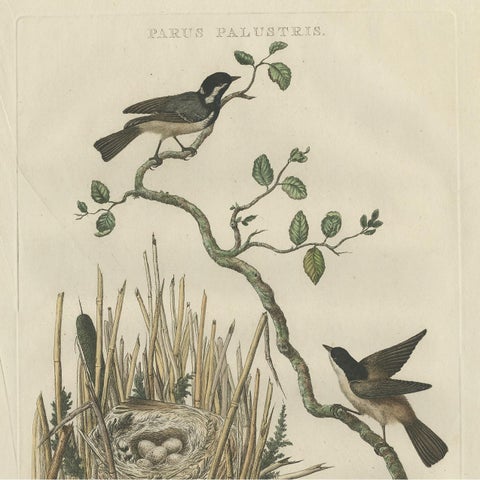 Rare 18th Century Bird Print, Marsh Tit and Nest Scene by Sepp & Nozeman, view 4