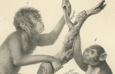 Orangutan, Chimpanzee, Siamang & Gibbons, Lithographs by C.Last, 1836, Primates, close-up 5