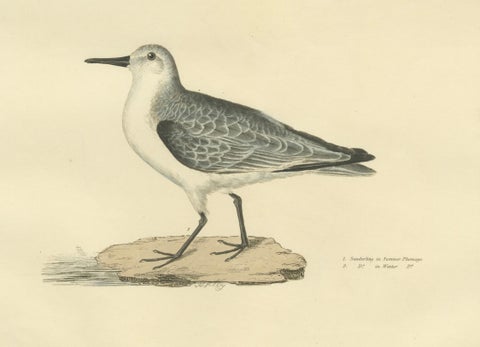 Seasonal Plumage of the Sanderling: Selby's Ornithological Study, 1826, close-up 2