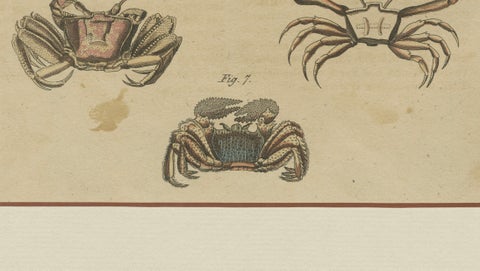 Antique Calappa Box Crabs & Exotic Crabs Engraving, Bertuch, 1813, close-up 6