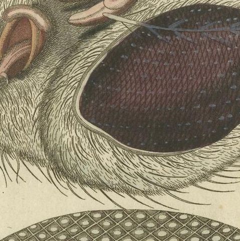 Anatomy of the Common Fly: Hand-Colored Engraving from Bertuch, 1798, close-up 5
