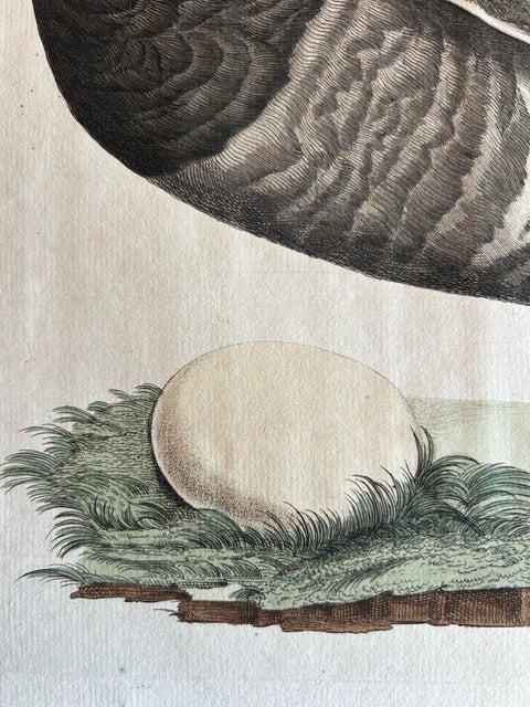 Brent Goose, Antique Bird Engraving by Nozeman and Sepp, 1789, view 5