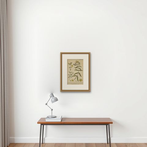 Exquisite 1755 St. John's Wort Botanical Engraving by Philip Miller, shown framed on a wall