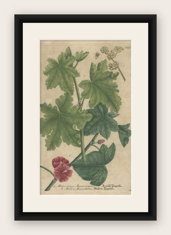 Copper Engraving of Cluster Mallow and Malva Sylvestris Flowers, 1737, shown framed