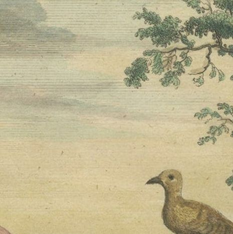 Old Engraving of a Black Grouse, Flamingo, Ostrich and Common or Crested Crane, close-up 4