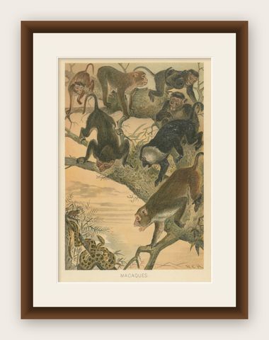 Macaques, Antique Monkey Print, Victorian Zoological Illustration, 1894, shown framed