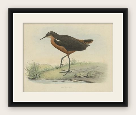 Old Bird Print of the Tahiti Sandpiper or Tahitian Sandpiper, 1854, shown framed