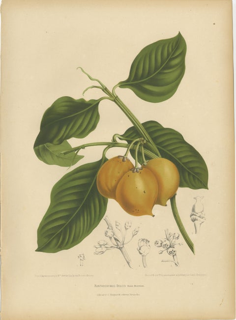 Original Antique Botanical Chromolithograph of False Mangosteen, c.1880
