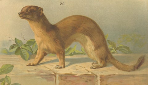 Large Antique Zoology Poster, Stoat, Weasel, Polecat c.1880, close-up 5