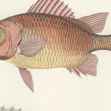 Hand-Colored Print of Soldierfish and Bluefin Seabream, Paris 1846, close-up 4