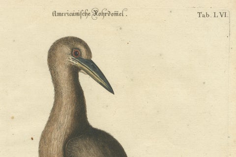 18th Century Hand-Colored Engraving of the American Bittern by Seligmann, close-up 2