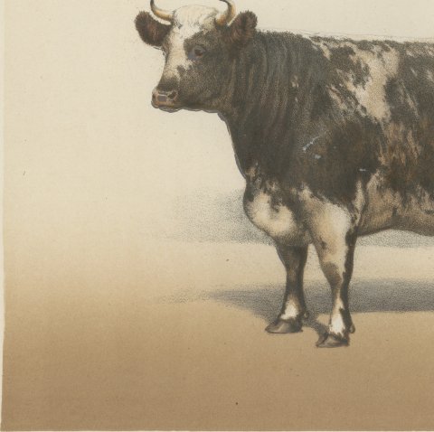 Durham Shorthorn Cow, British Cattle Chromolithograph by Olivier de Penne, 1863, close-up 2