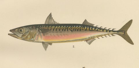 Armored Bullhead, Atlantic Mackerel and Horse Mackerel - Amazing 1895 Fish Litho, close-up 4
