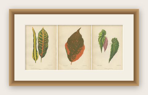 Botanical Elegance: A Trio of Antique Foliar Portraits, Published in 1880, shown framed