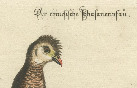 Chinese Peacock-Pheasant, Hand-Colored Engraving by Edwards & Seligmann, c.1770, close-up 6