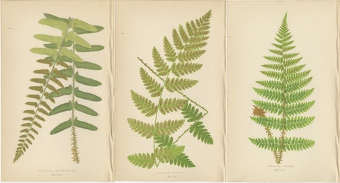 Antique Hand-Colored Fern Prints - Aspidium Acrostichoides, Cristatum, Rigidum, view 5