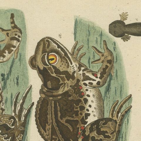 Natural History Illustrations: Amphibians, Reptiles, and Mammals, 1793, close-up 6
