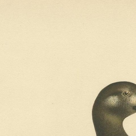 Antique Bird Print of the Velvet Scoter by Von Wright '1929', close-up 1