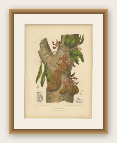 Original Antique Botanical Chromolithograph of Namnam Tree, c. 1880, shown framed