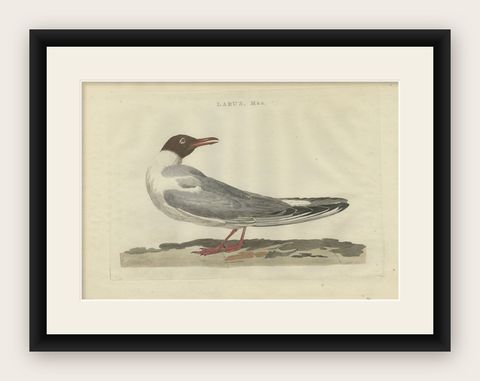 Antique Bird Print of the Male Black-Headed Gull by Sepp & Nozeman, 1789, shown framed