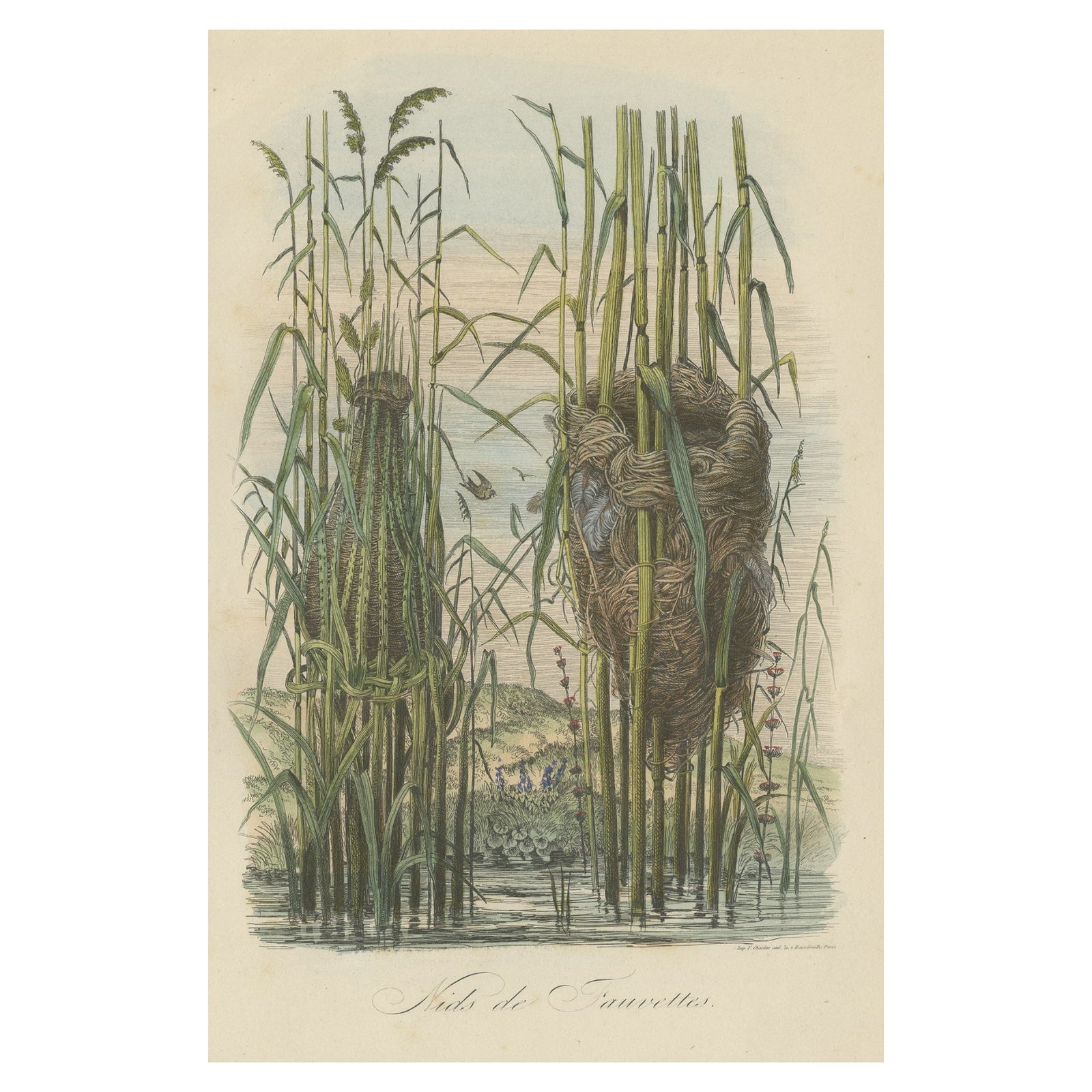 Antique Decorative Print of Warbler Nests, 1854
