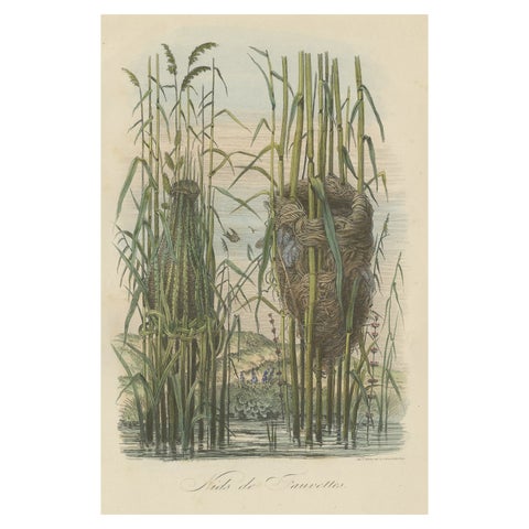 Antique Decorative Print of Warbler Nests, 1854