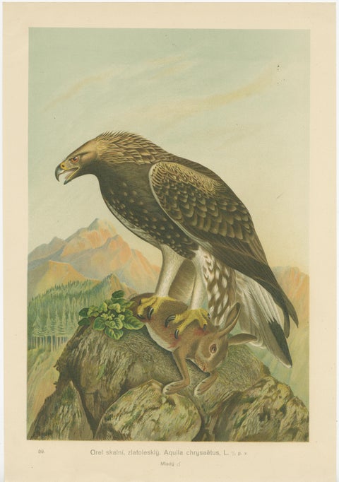 The Golden Eagle and Northern Goshawk by J.F. Naumann, Original Vintage, 1901, view 3