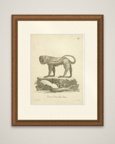 Red Howler Monkey, Antique Natural History Engraving, De Sève & Bock, c.1800, shown framed